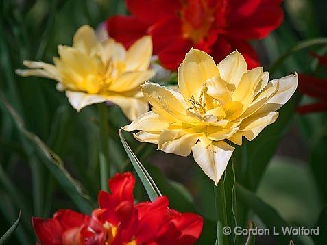 Four Tulips_25181.jpg - Photographed at the 2011 Canadian Tulip Festival in Ottawa, Ontario, Canada.